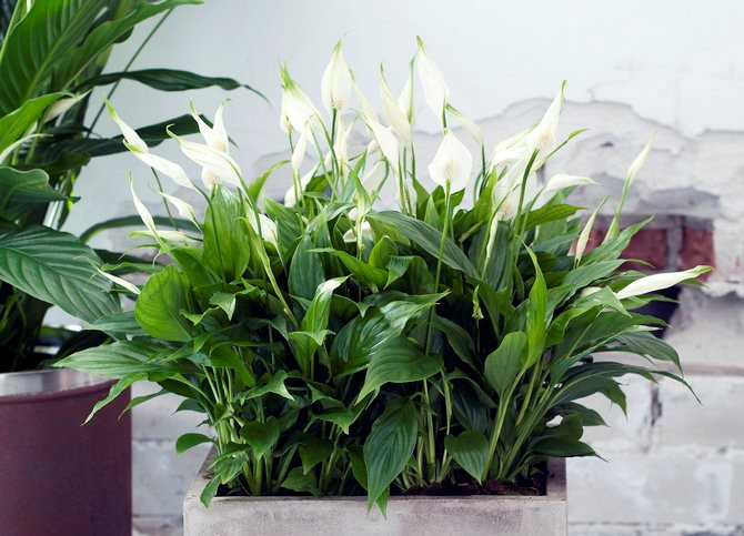 Спатифиллум Источник: https://flowers.evroopt.by/spatifillum-uhod-i-peresadka/