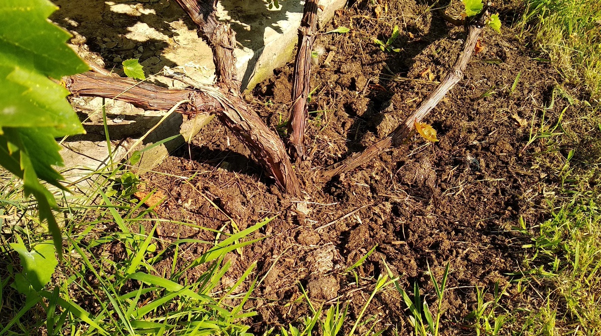    Почему-то место торчания ствола воспринимается как нечто важное