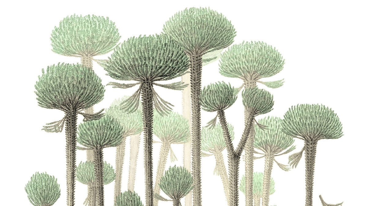 Самый ранний лес на Земле