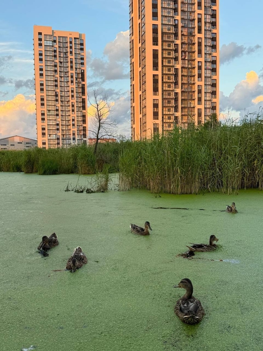     Источник: mark2_che