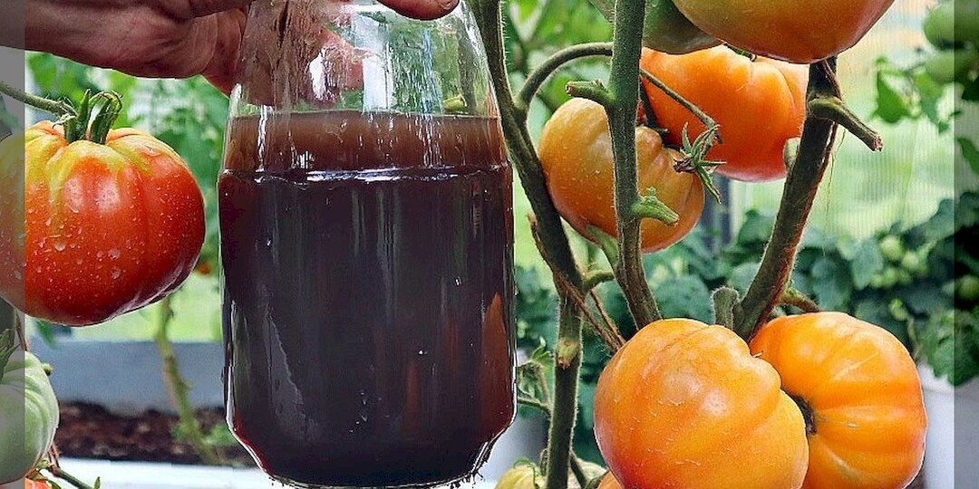 Самые важные подкормки для томатов в августе: чем кормить томаты если они не спешат отдавать урожай