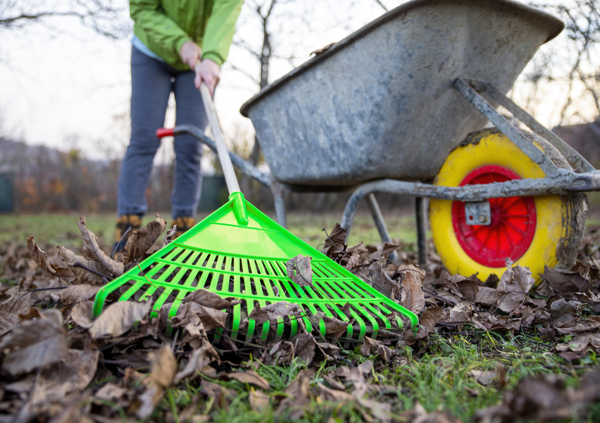Удалите все остатки увядающих и мертвых частей растений, такие как завядшие цветы и увядающие листья