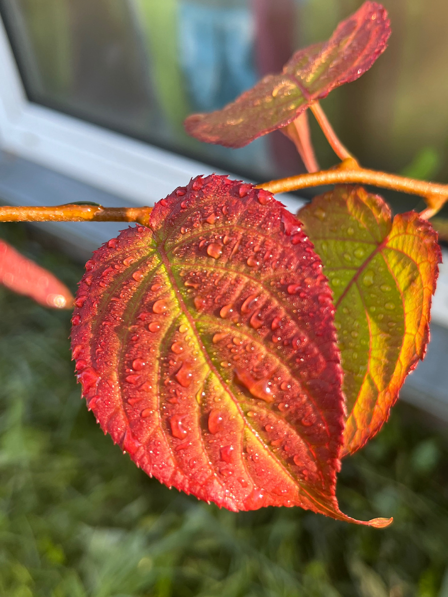 Фото автора. Актинидия уже напомнила об осени.
