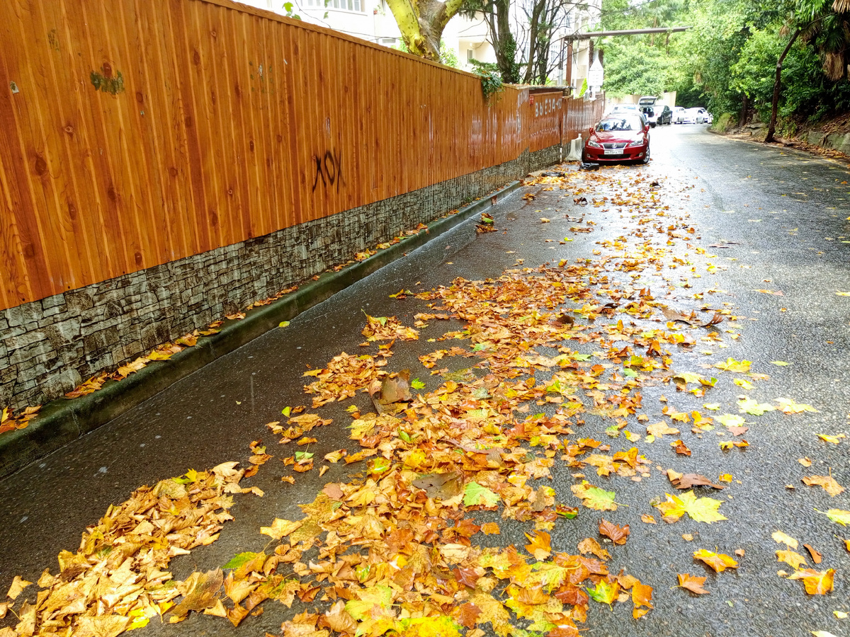 Утро после дождя на улице Есауленко в Сочи. Фото автора. 