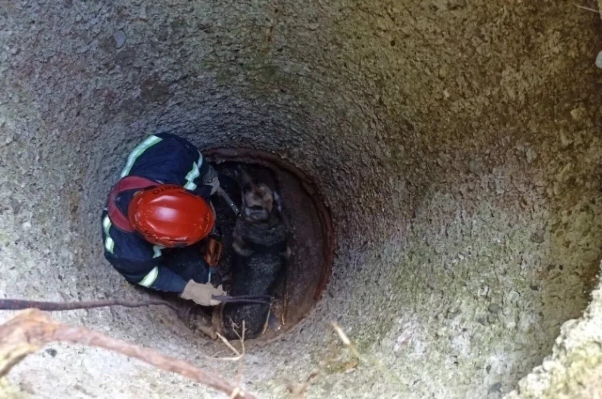    В Перми домашняя собака провалилась в глубокий открытый колодец