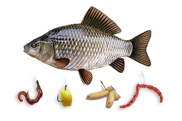 Насадки для ловли карася летом