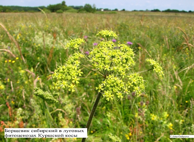Вдоль дороги стоят - с такого борщ не сваришь