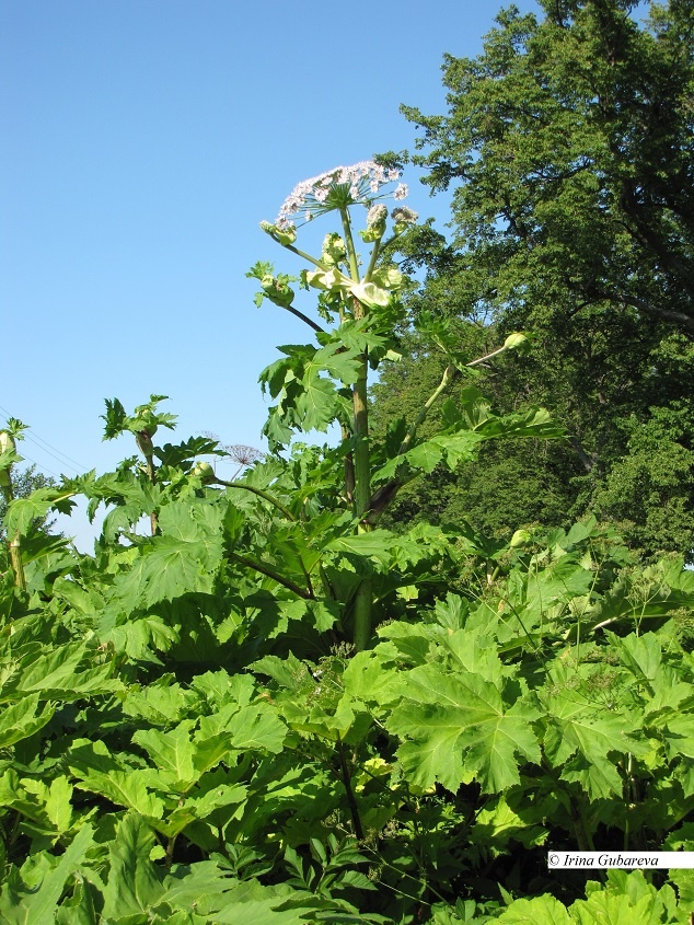 Борщевик Сосновского - Heracleum sosnowskyi 