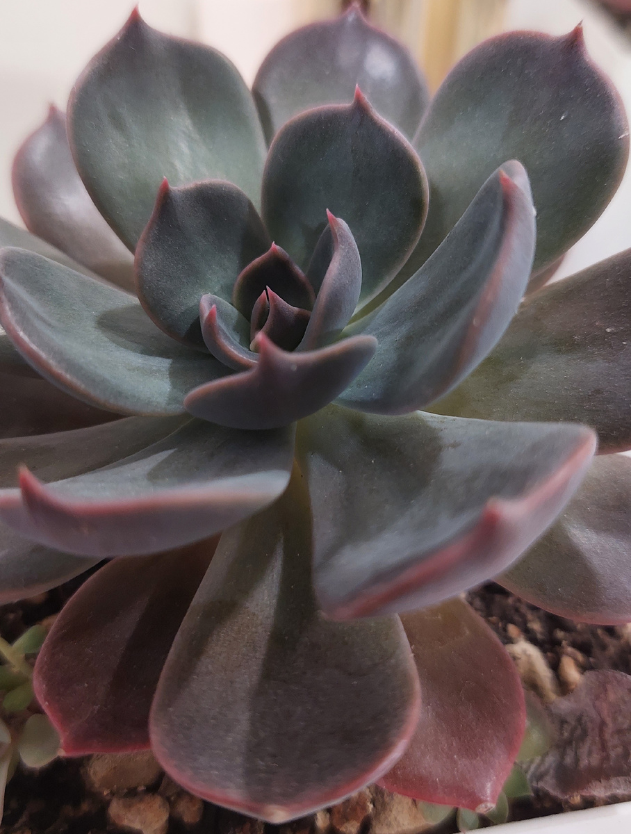 Эхиверия Маром Echeveria Marrom