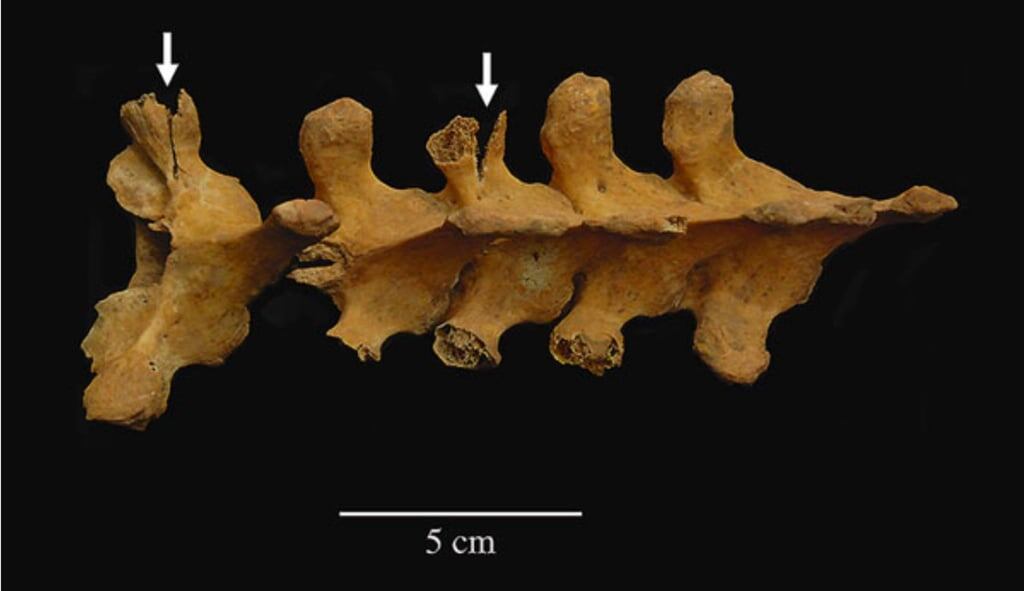 Кость позвоночника указывает на удары, которыми была убита жертва, которая могла быть врагом или “каким-то другим посторонним”