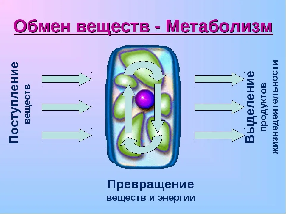 Как правило на скорость метаболизма влияют гормональный фон, наличие в организме необходимых ферментов и микроорганизмов в достаточном количестве, образ жизни, а также возрастные и суточные колебания