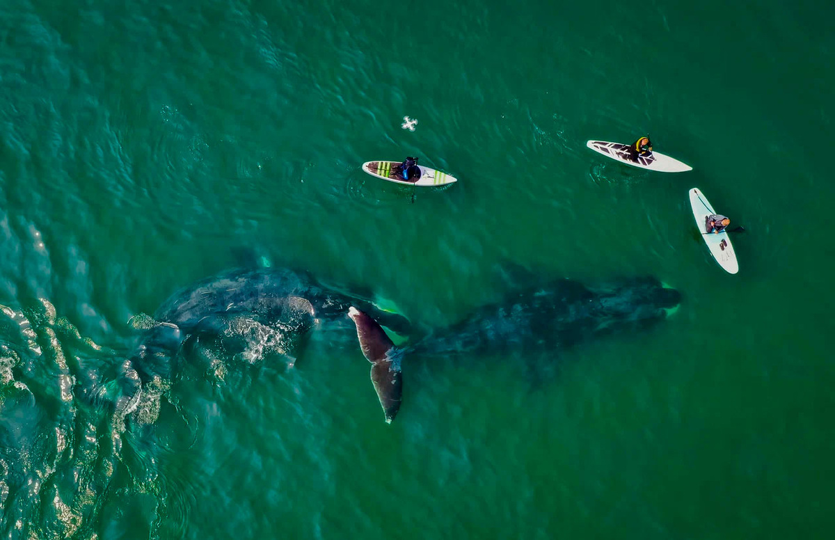 На Шантарских островах можно не только увидеть китов с берега, но и поплавать на сапах рядом с ними. Фото: Бахт Мавланов / Яндекс Карты