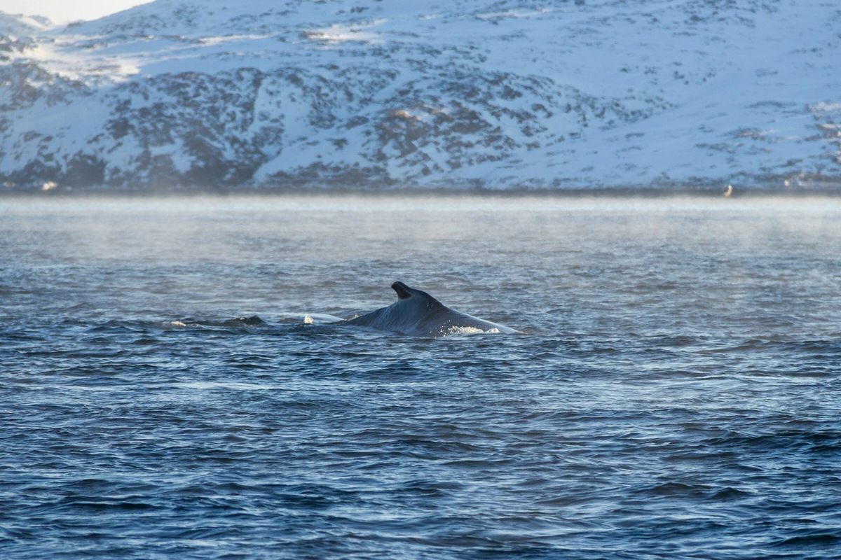 Зимой погода здесь суровая, поэтому лучше приезжать в посёлок в тёплое время года начиная с мая. Фото: Maria Krasnova / Unsplash