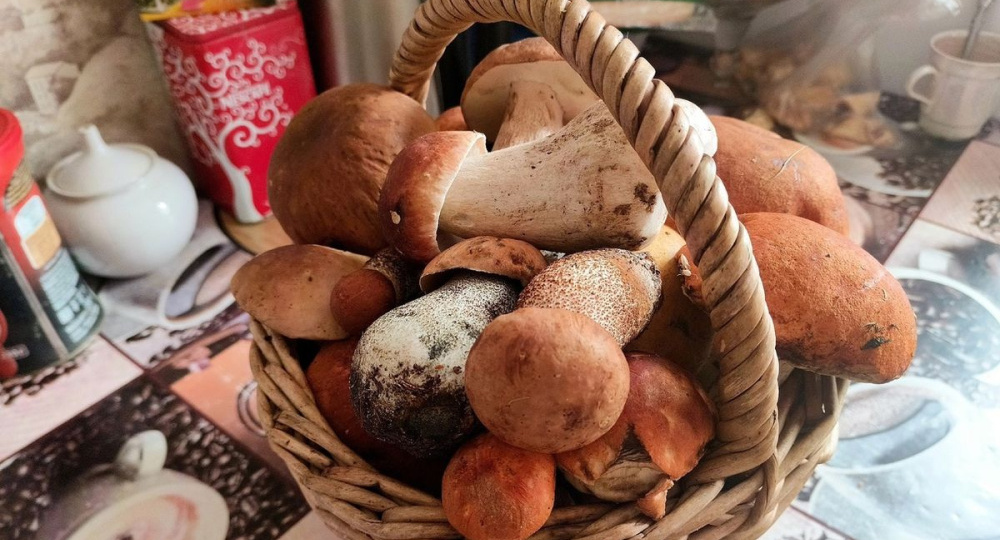 Нижегородцы назвали три района с грибными местами в регионе