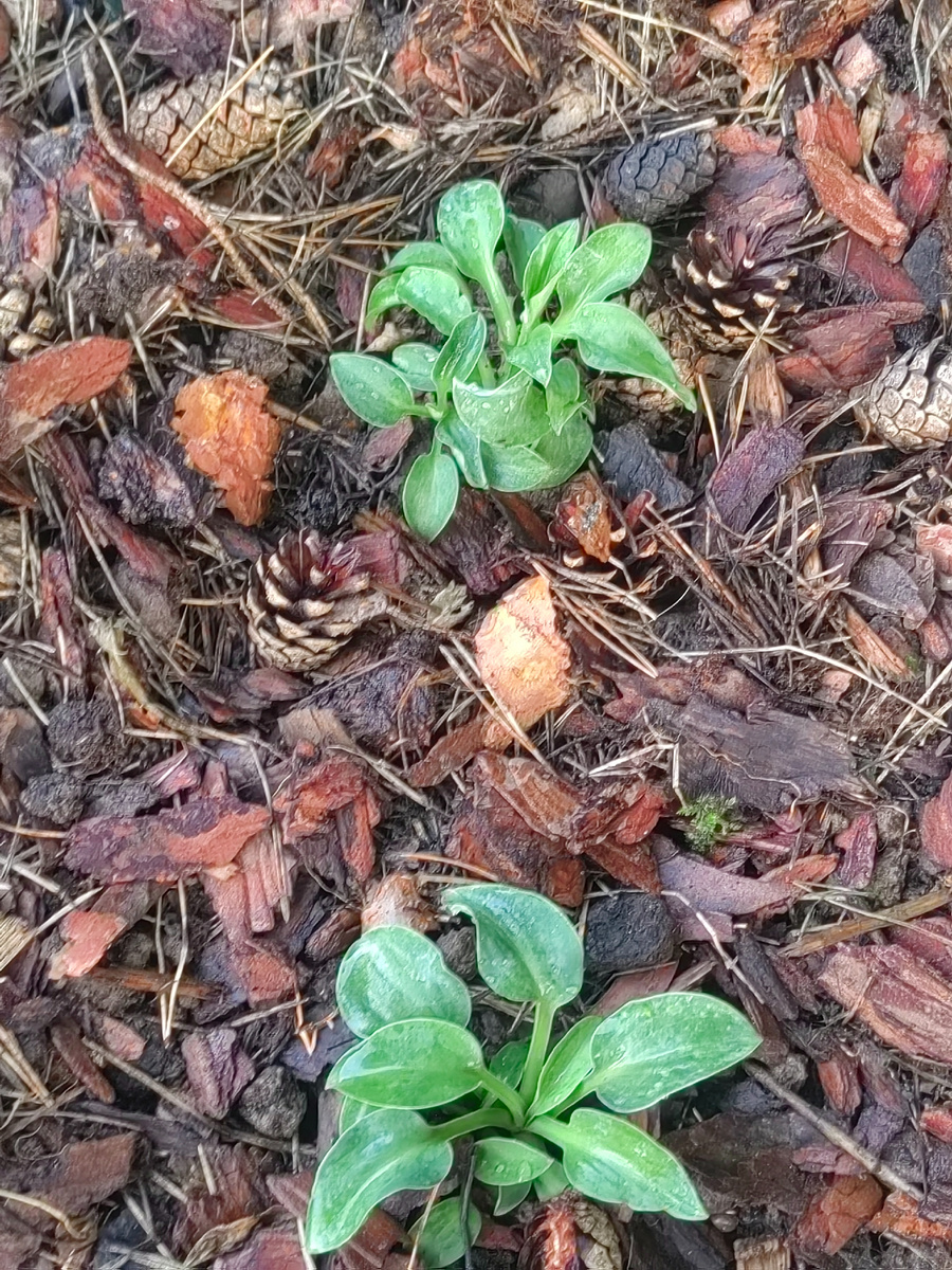 Хоста Blue Mouse Ears (Блю Маус Йерс, Синие мышиные уши)