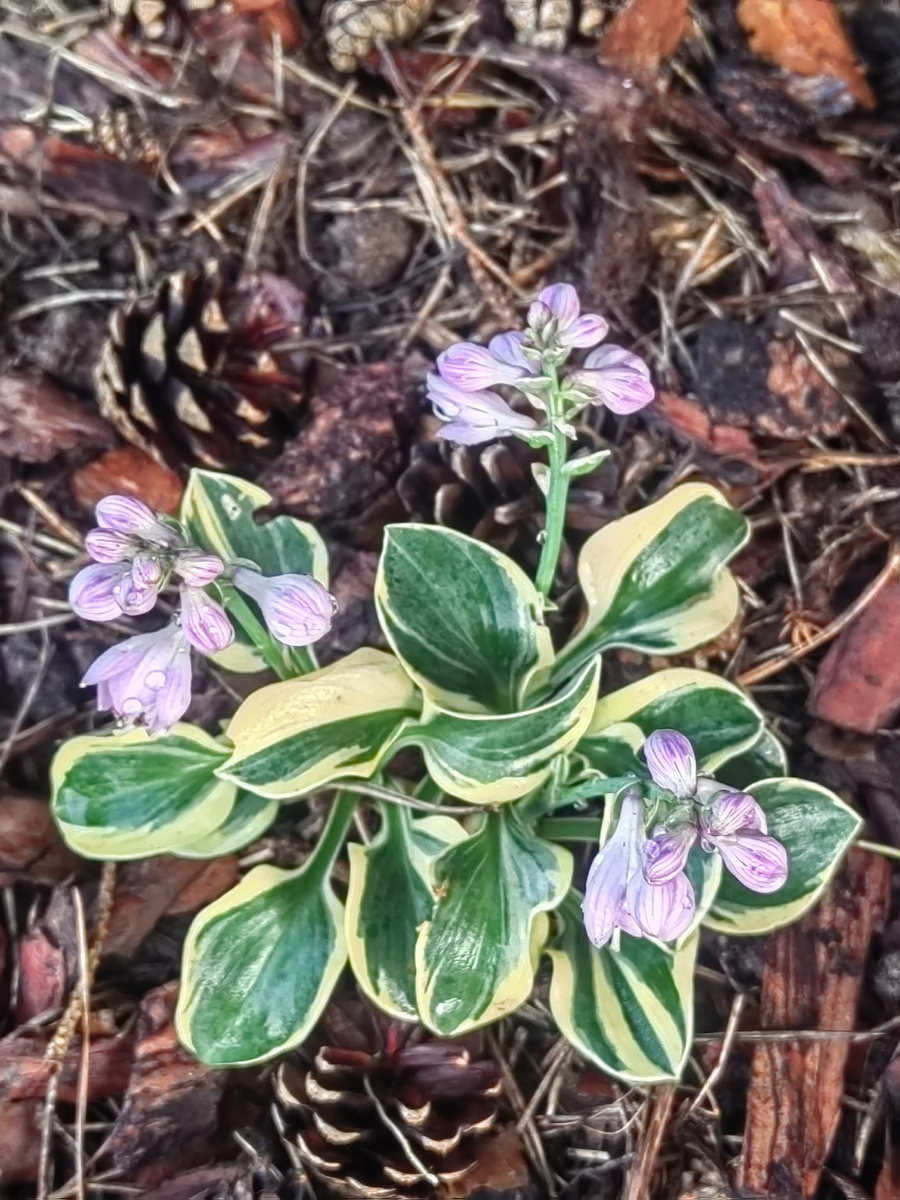 "Mighty Mouse" в моем саду.