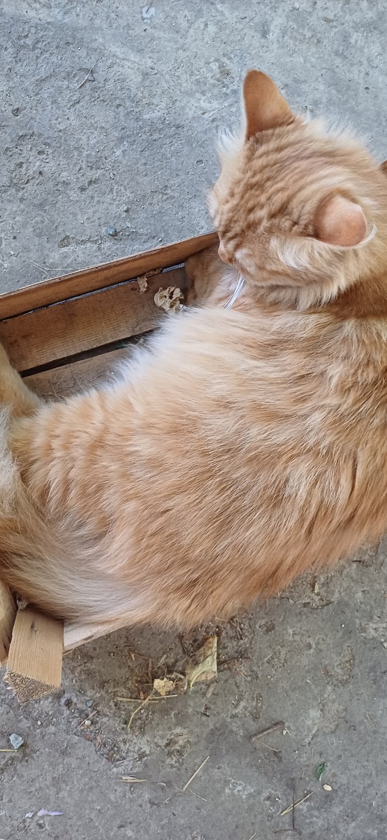 Сюда бы пару апельсин и был бы Чебурашка , а так Маняшка отдыхать изволит .