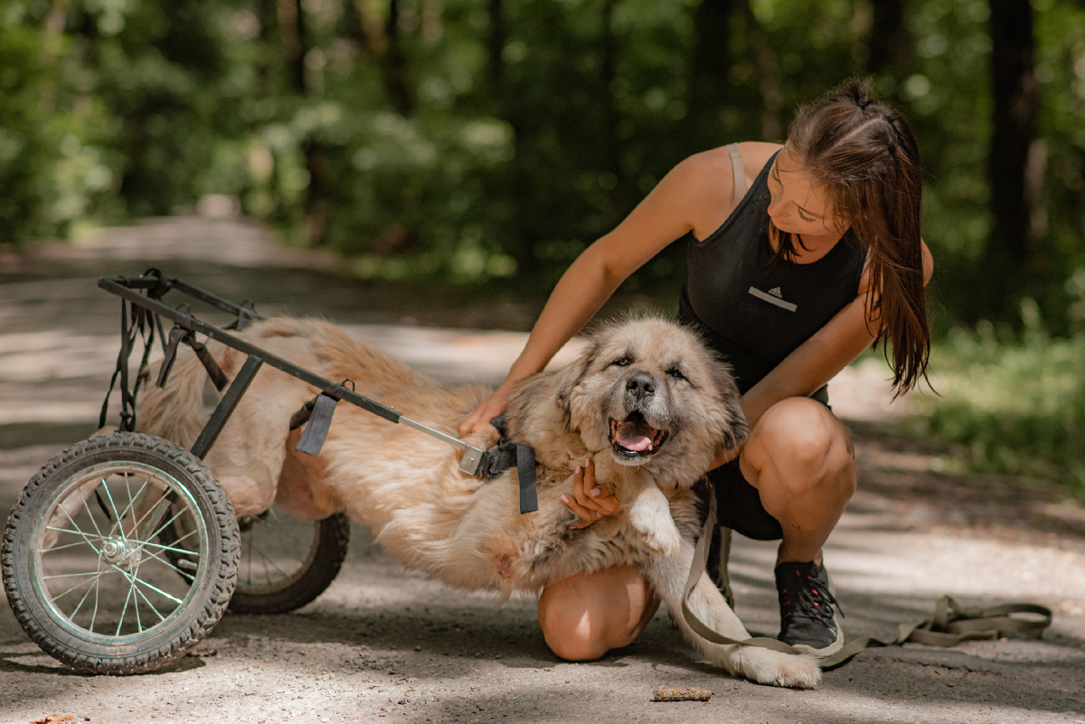 Базилио. Пёс-спинальник, старенький и слепой. Его жизнь никак нельзя назвать несчастной. Любовь творит чудеса 💕