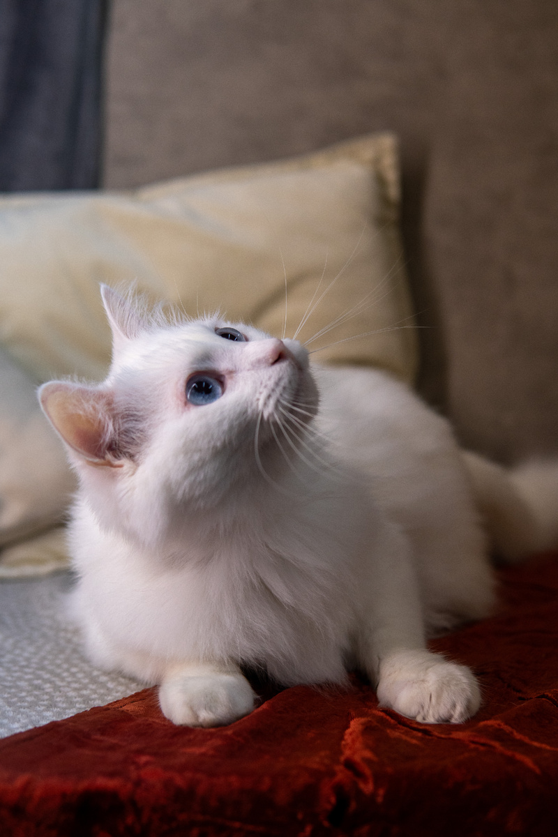 Беломор, спинальник. Несмотря на свою особенность, подаёт пример активности своим младшим собратьям 😁 Главный крупье приютских лотерей. Приют "Лучший друг"