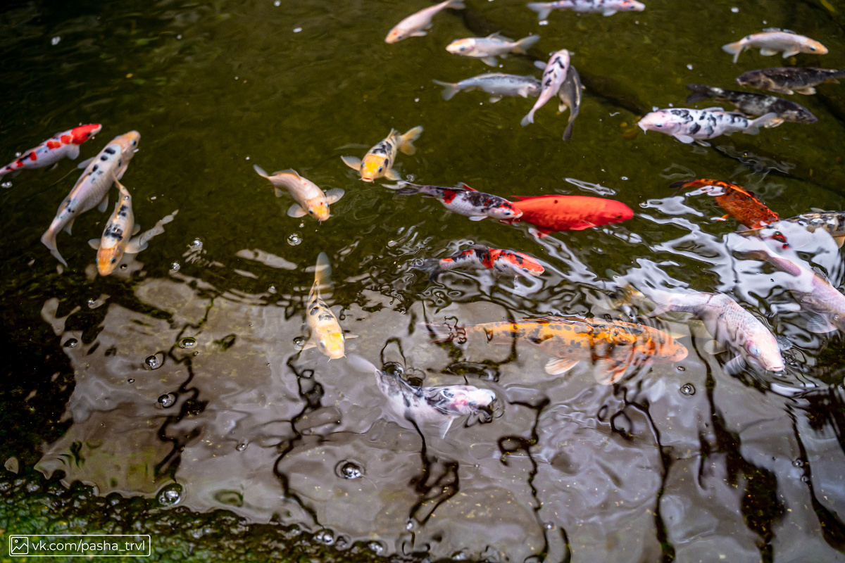 В одном из помещений есть пруд с красивыми рыбами