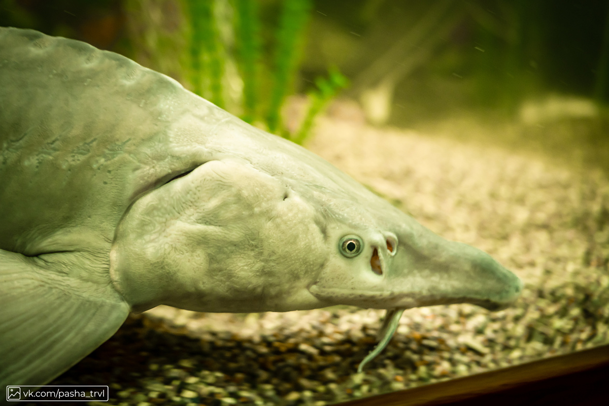 А это уже в аквариуме