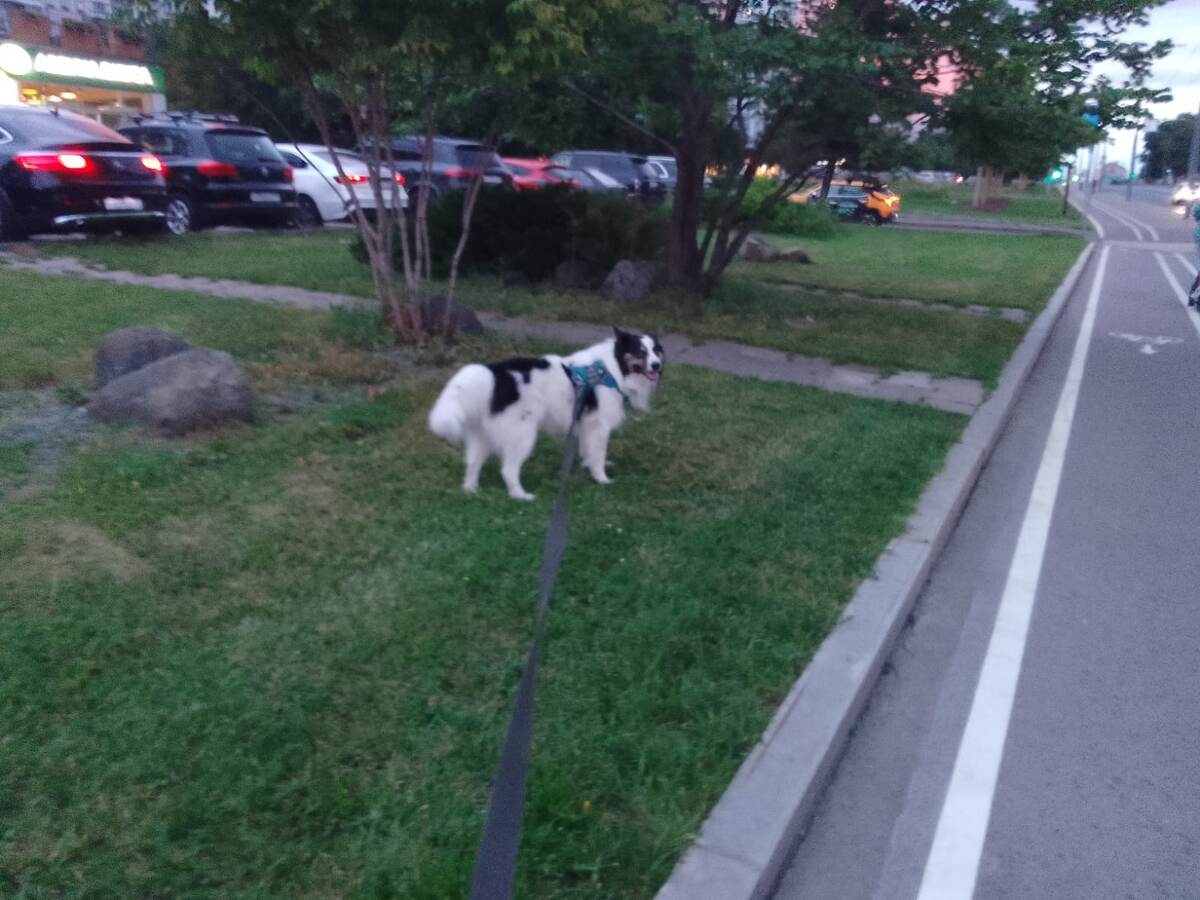 Тим сопровождает коляску. Иногда я его чуть-чуть отпускаю обнюхать полосу вдоль дороги. 