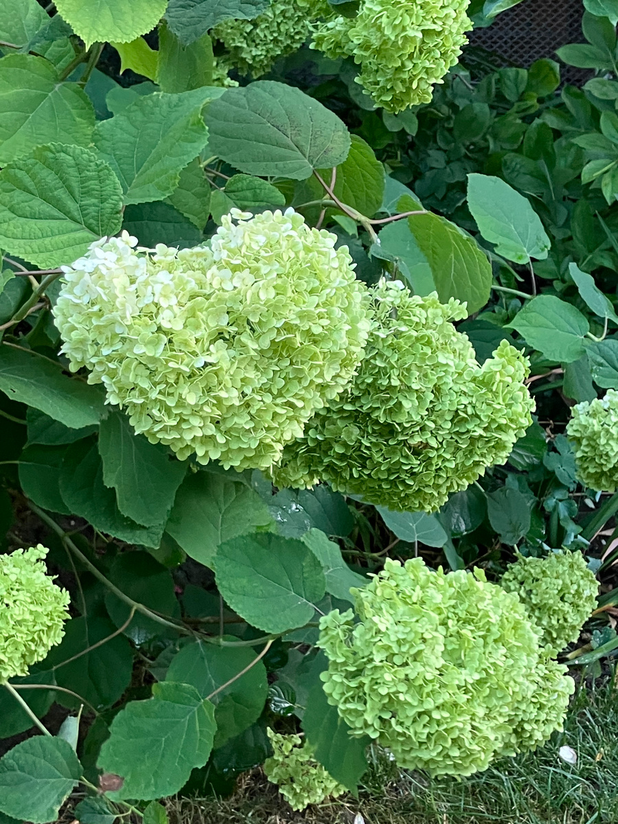 Некапризная королева моего сада