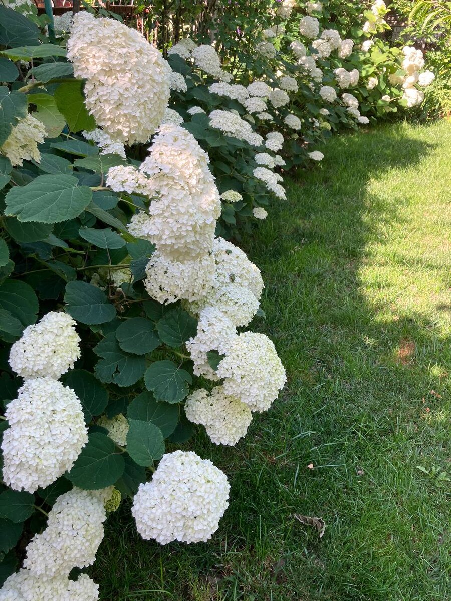 Аннабель в июне