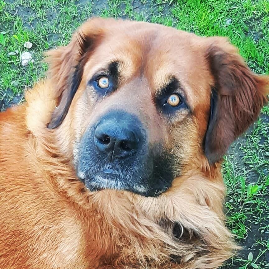 Вещий Гамаюн Умник