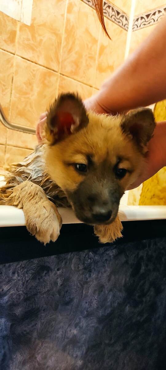 Вот этот рыжий комок шерсти. Знакомьтесь, Маруся.