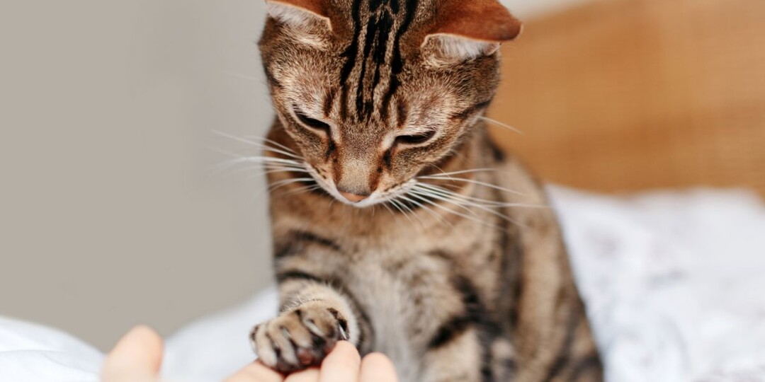 Почему кошка трогает хозяина лапой: тайный смысл милой привычки