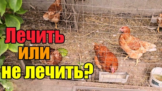 Оранжерея из козовника》Во что выливается исцеление..