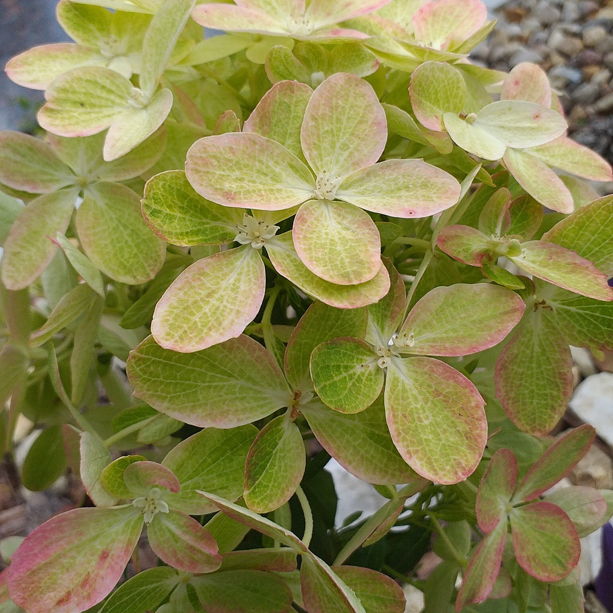 фото автора
метельчатая гортензия Граффити