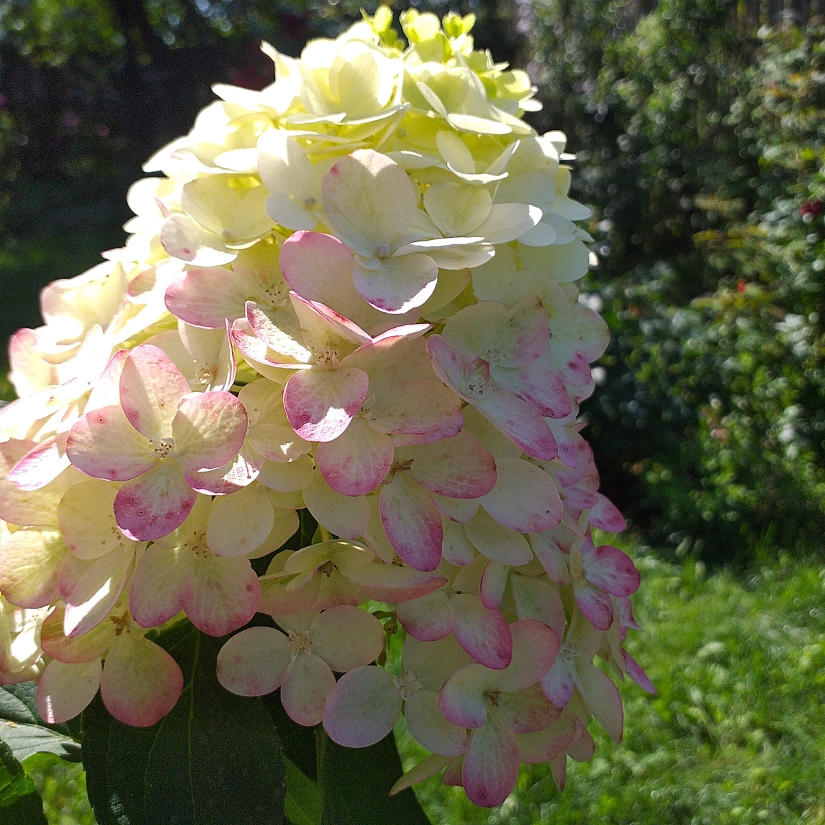 фото автора
метельчатая гортензия Колорфул Коктейль