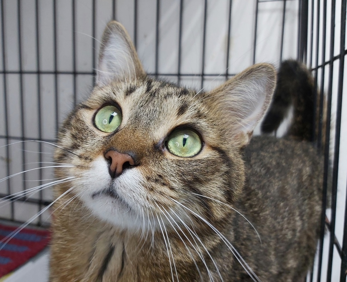 Посчитав все траты, легко удивиться. Это иллюстрирует котик Элтон