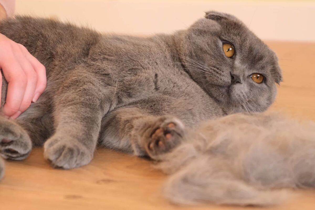 Что делать, если кошка сильно линяет