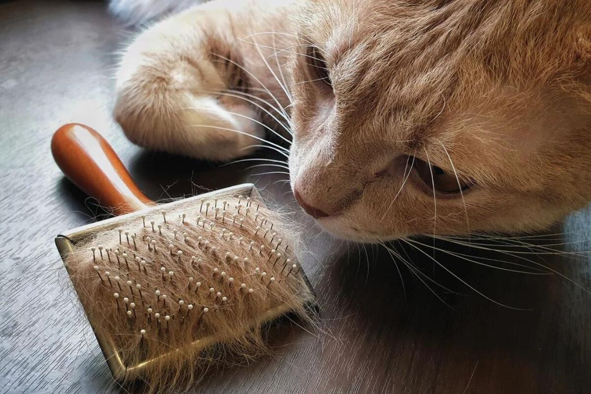 Кошка сильно линяет