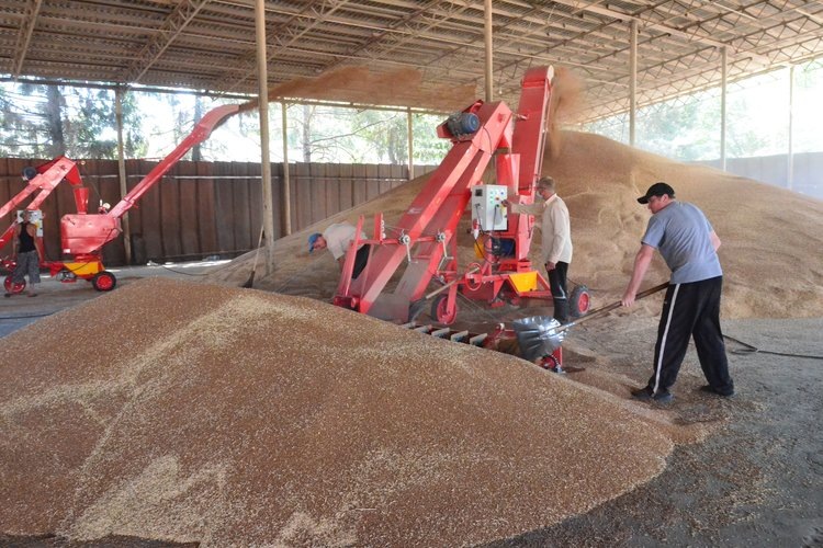    По итогам сезона в Ростовской области ожидают свыше 11 млн тонн зерна