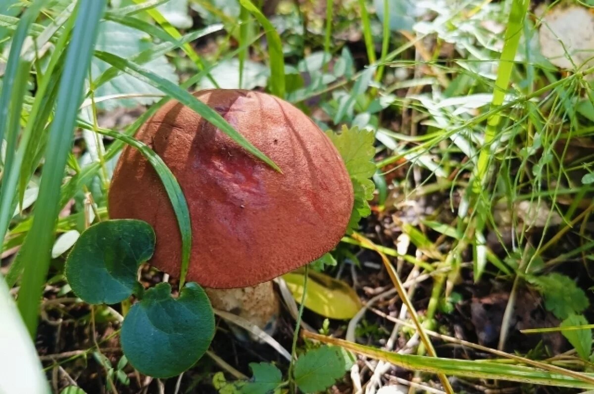    Нижегородцы делятся грибными местами региона