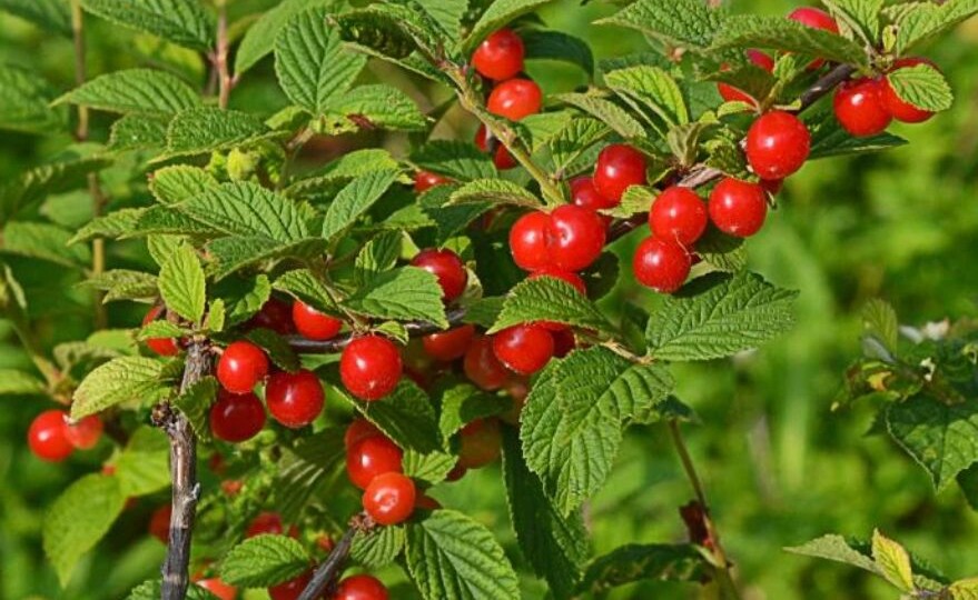 Вишня войлочная: особенности посадки и ухода, зимостойкие сорта