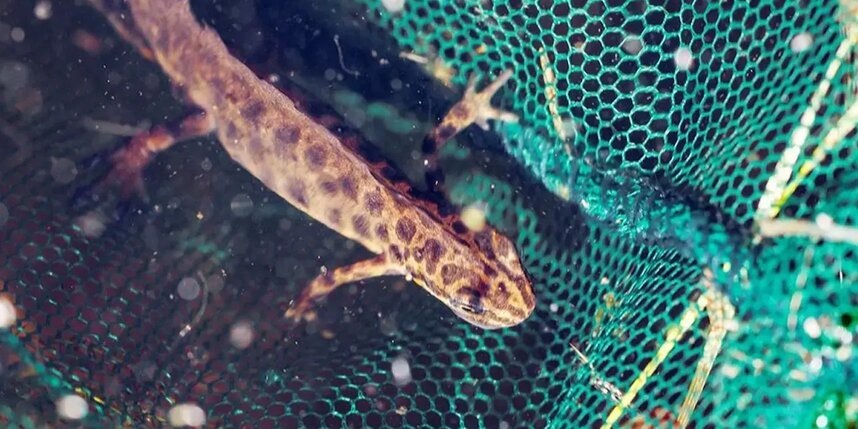    Тритон, обнаруженный в Бескудниковском районе жителем столицы.mos.ru