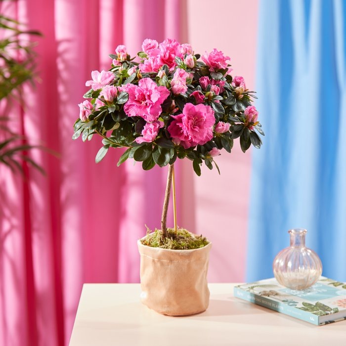 Азалия на штамбе