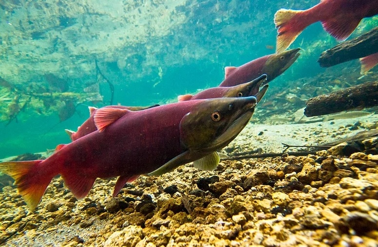 Фото: rusfishjournal.ru