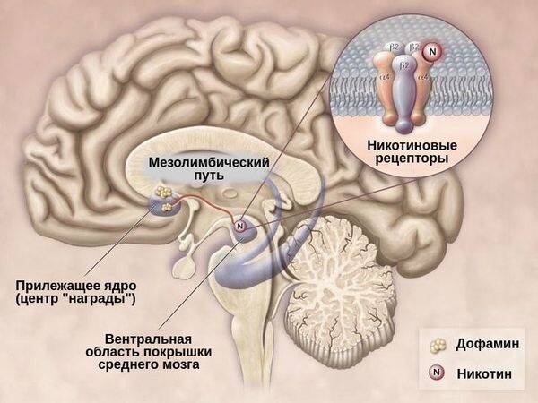 
Никотиновые и дофаминовые рецепторы