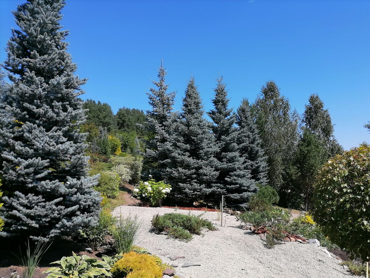 В дендрарии много голубых елей