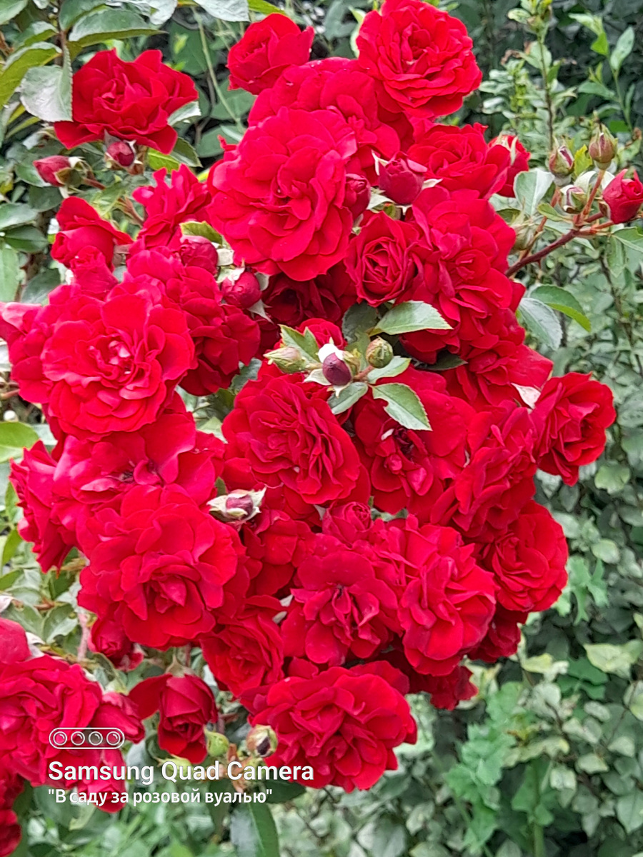 Amadeus®, Kordes, 2003, клаймберы