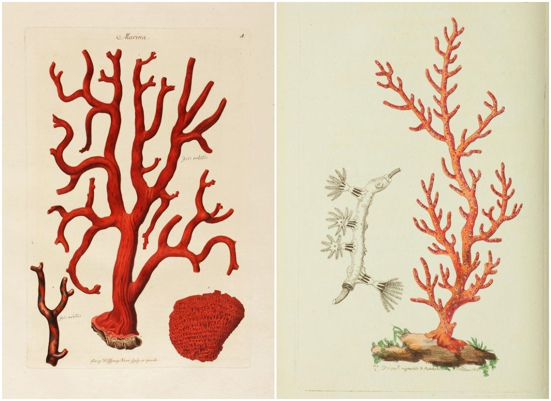 2. Georg Wolfgang Knorr, Deliciae Naturae Selectae, 1766. Nuremberg. The Naturalist's Miscellany - Biodiversity Heritage Library 1809-1810.