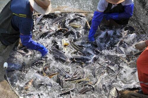    Фото: пресс-служба администрации Краснодарского края