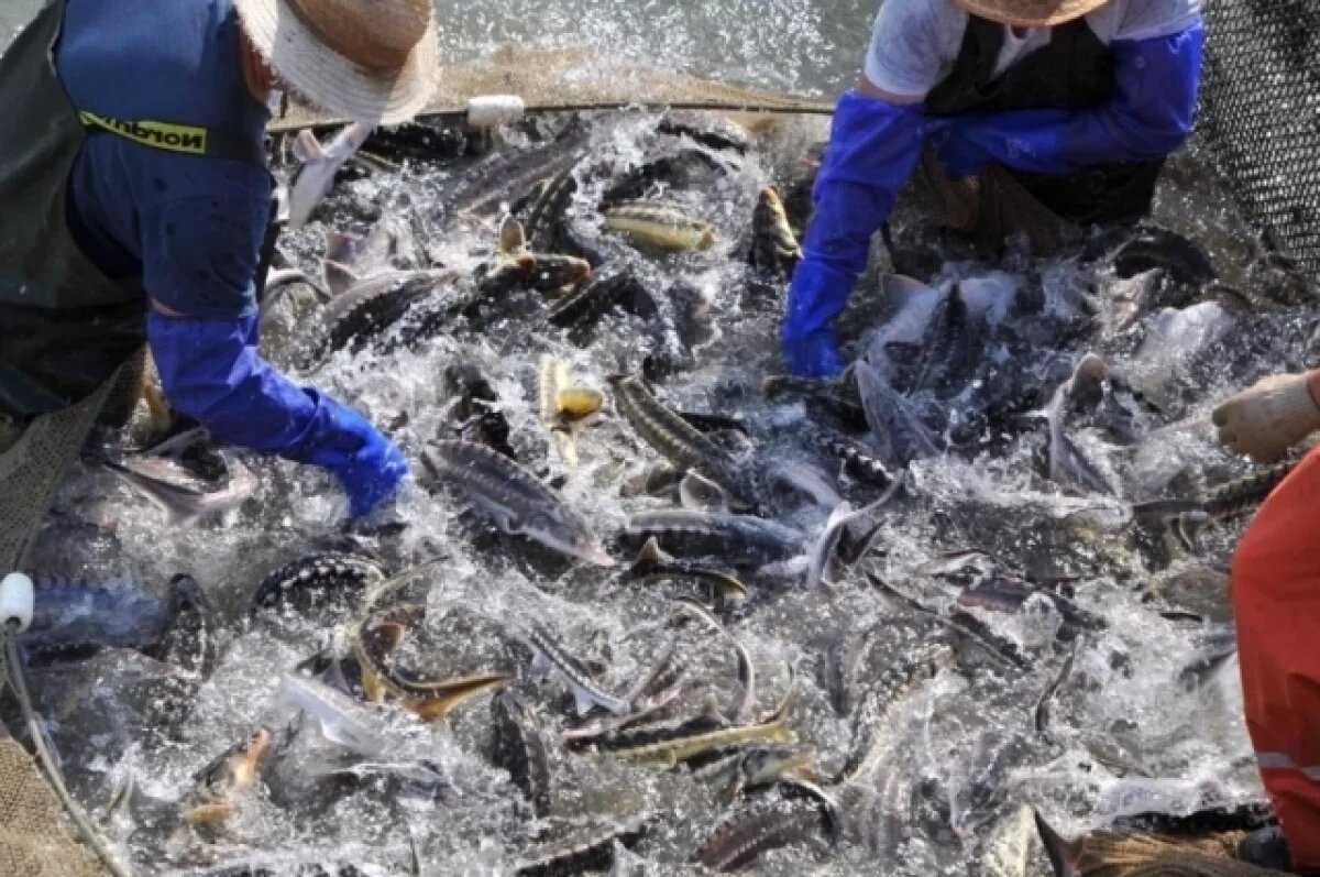    На Кубани более чем в два раза вырос объем выращивания ценных пород рыб