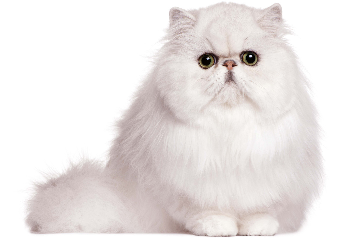 Персидская кошка